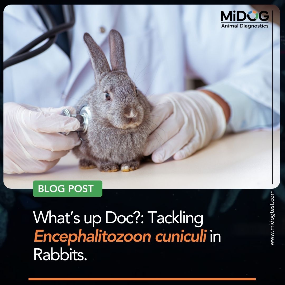 Encephalitozoon cuniculi in Rabbits