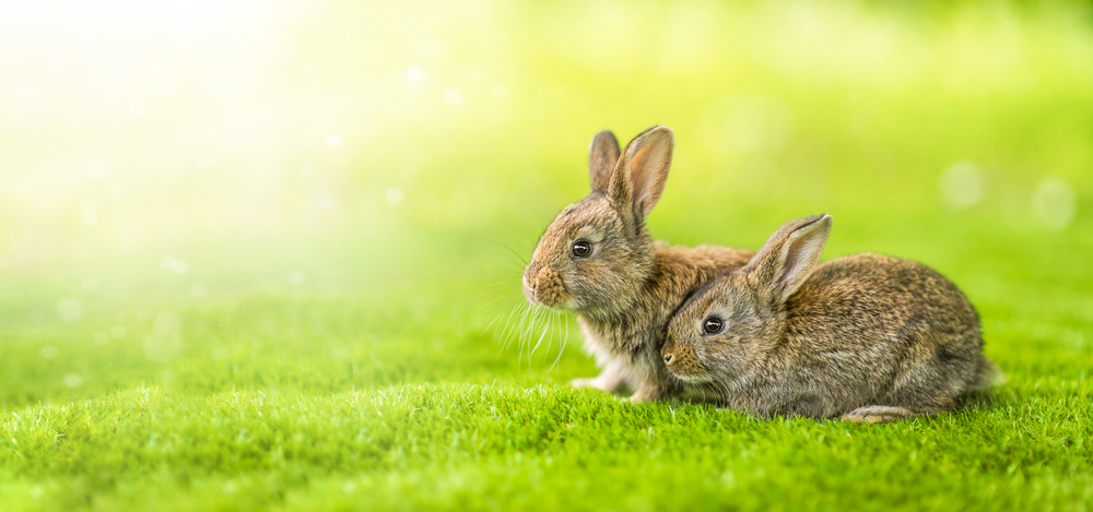 Encephalitozoon cuniculi in Rabbits