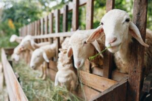 Goats in a pen, potential carriers of Corynebacterium pseudotuberculosis