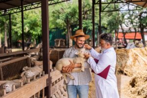 Veterinarian examining lymph node swelling in small ruminant for signs of CL