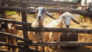 Goats in a pen, potential carriers of Corynebacterium pseudotuberculosis"