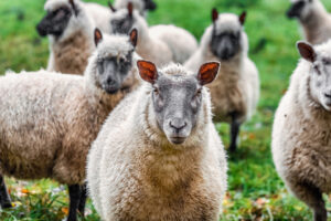 Herd of sheep on farm where CL transmission can occur