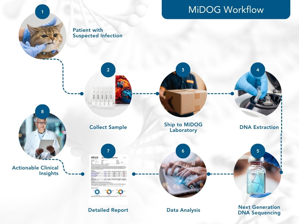 MiDOG Workflow showcasing the steps taken from sample collection all the way to getting a report