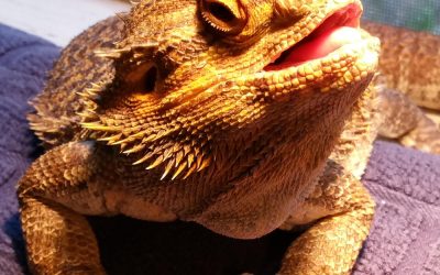 MiDOG Technology Utilized by Other Researchers: Oral osteomyelitis and gingivitis caused by Fusarium epipeda is challenging to treat in the bearded dragon (Pogona vitticeps)