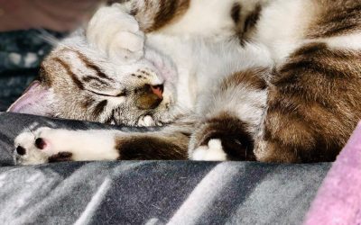 MiDOG Technology Utilized by Other Researchers: Gut microbiota and relevant abundances of Prevotella copri, Lachnospiraceae, Collinsella, Helicobacter cinaedi, Desulfovibrio, and Escherichia coli among cats with Pemphigus foliaceus