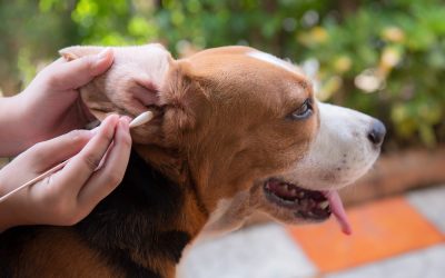 MiDOG Technology Utilized by Other Researchers: Otic Microbiome Transplantation in a Dog with Recurrent Otitis Externa: Unraveling Allergic Secrets with Break Through Treatment Methodology