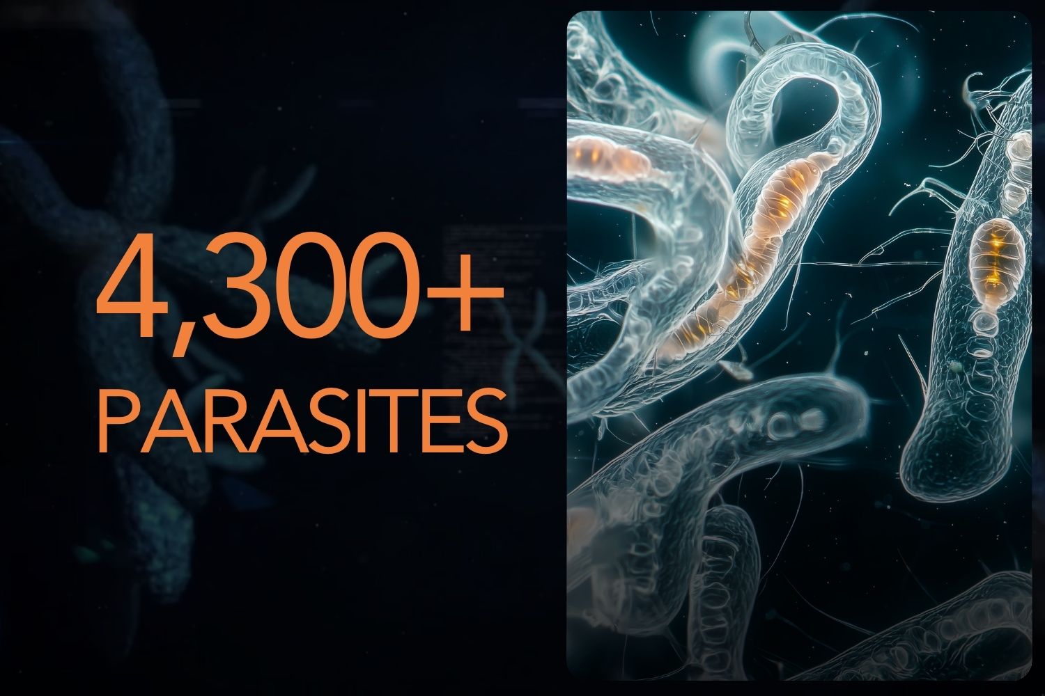 4,300+ Parasite Database for NGS-Based Detection Graphic showing 4,300+ parasites with microscopic parasite imagery, representing MiDOG Parasite-Only Testing and its NGS-based parasite detection database.