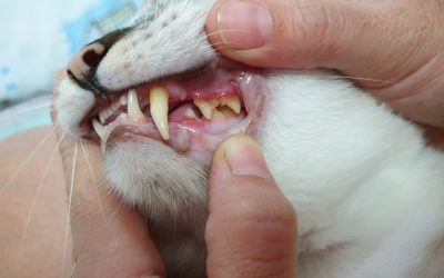 New Study: Antimicrobial Resistant Genes and Feline Chronic Gingivostomatitis