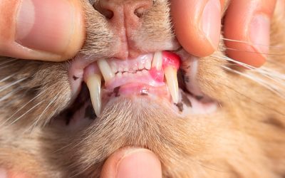 Feline Gingivostomatitis: Advancements in Clinical Diagnostics