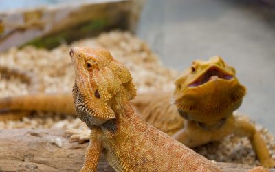 Reptilian Fungal Infections: Diagnosing Yellow Fungus Disease