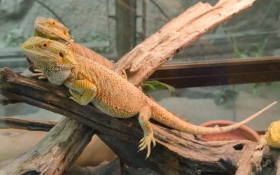 Bearded Dragons and Pneumonia: How To Identify Upper Respiratory Infections in My Reptile
