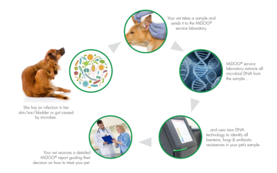 Next-Gen DNA Sequencing Technology in Veterinary Medicine