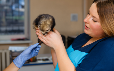 Urolithiasis: Diagnosing Urinary Tract Obstructions in Ferrets