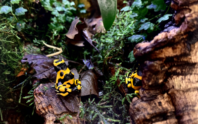 Red-leg Syndrome: Diagnosing Bacterial Dermatosepticemia in Amphibians
