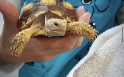 Mycoplasmosis: Tortoises and Upper Respiratory Tract Infections