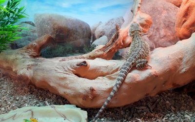 Bearded Dragons and Salmonella: How To Prevent Infection From Asymptomatic Carriers