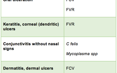 Feline Respiratory Disease Complex: How to Identify Respiratory Infections in Your Cat