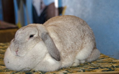 UTIs and Rabbits: Diagnosing Difficult-to-Culture Infections