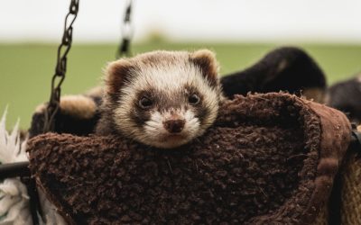 Diagnosing Urinary Tract Infections in Ferrets