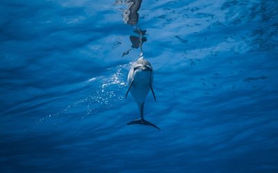 Dolphin GI Infections: Diagnose & Treat Gastrointestinal Infections in Cetaceans