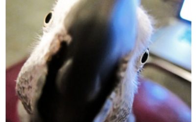 Lafeber Vet Features MiDOG Article