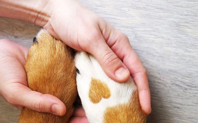 All You Need is Love … and Health! ❤️