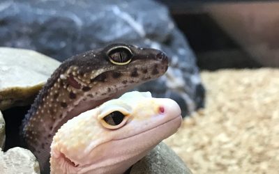 Treating Bacterial Conjunctivitis: Leopard Gecko Eye Infection Diagnoses