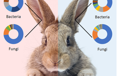 OH listen up! Brand new MiDOG publication highlighting the microbiome in bunny ears!