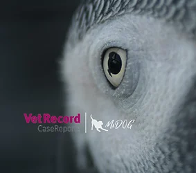 Published by the MiDOG Team: Identification of Anaerosporobacter sp. using next-generation DNA sequencing as a presumptive cause of chronic cloacitis in a Congo African grey parrot (Psittacus erithacus)