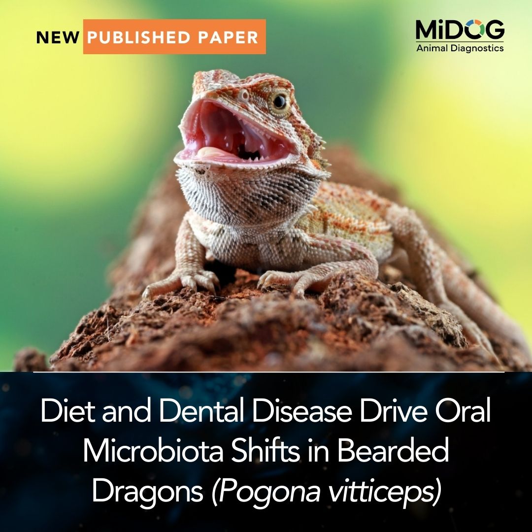 Oral Microbiota Shifts Associated with Dental Disease and Diet in Bearded Dragons (Pogona vitticeps)