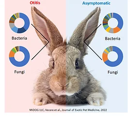 MiDOG Publication:Comparison of ear canal microbiome in rabbits (Oryctolagus cuniculus domesticus) with and without otitis externa using next generation DNA sequencingAnd that makes two in a row in the Journal of Exotic Pet Medicine!