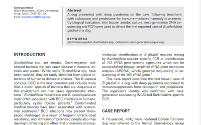 Burkholderia gladioli deep pyoderma in a dog secondary to immunosuppressive ciclosporin and prednisone therapy