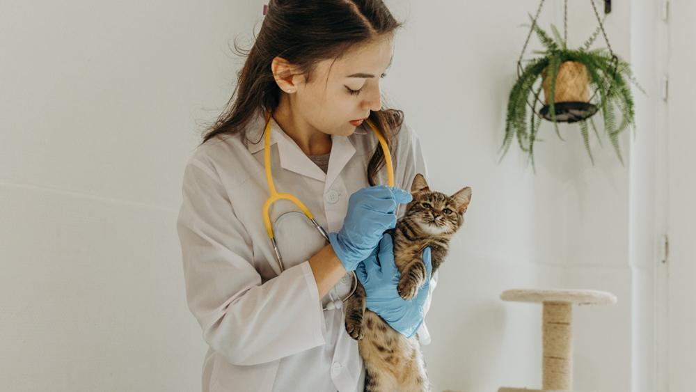 Veterinary professional collecting a swab sample from a cat for MiDOG diagnostic testing and microbial analysis.