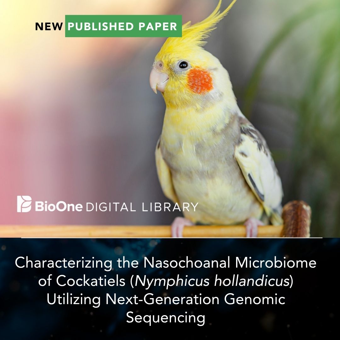 Cockatiel Nasochoanal Microbiome Study
