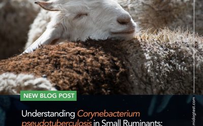 Understanding Corynebacterium pseudotuberculosis in Small Ruminants: Symptoms, Diagnosis & the Power of NGS