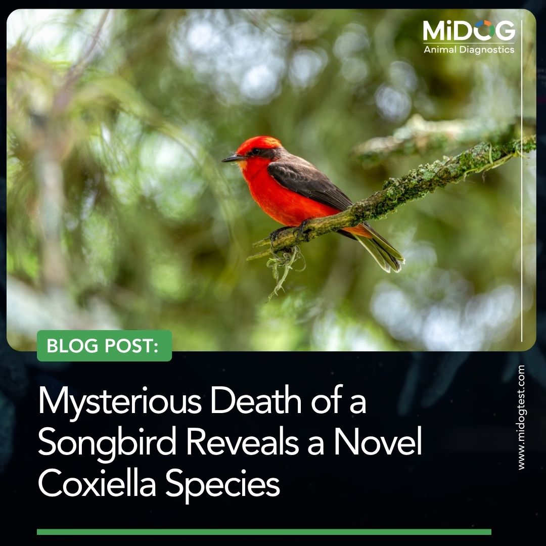 Mysterious Death of a Songbird Reveals a Novel Coxiella Species