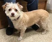Daisy-Randall-plus-MiDOG-result