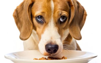 Using Fecal Microbiome Testing to Revolutionize Canine Gut Health