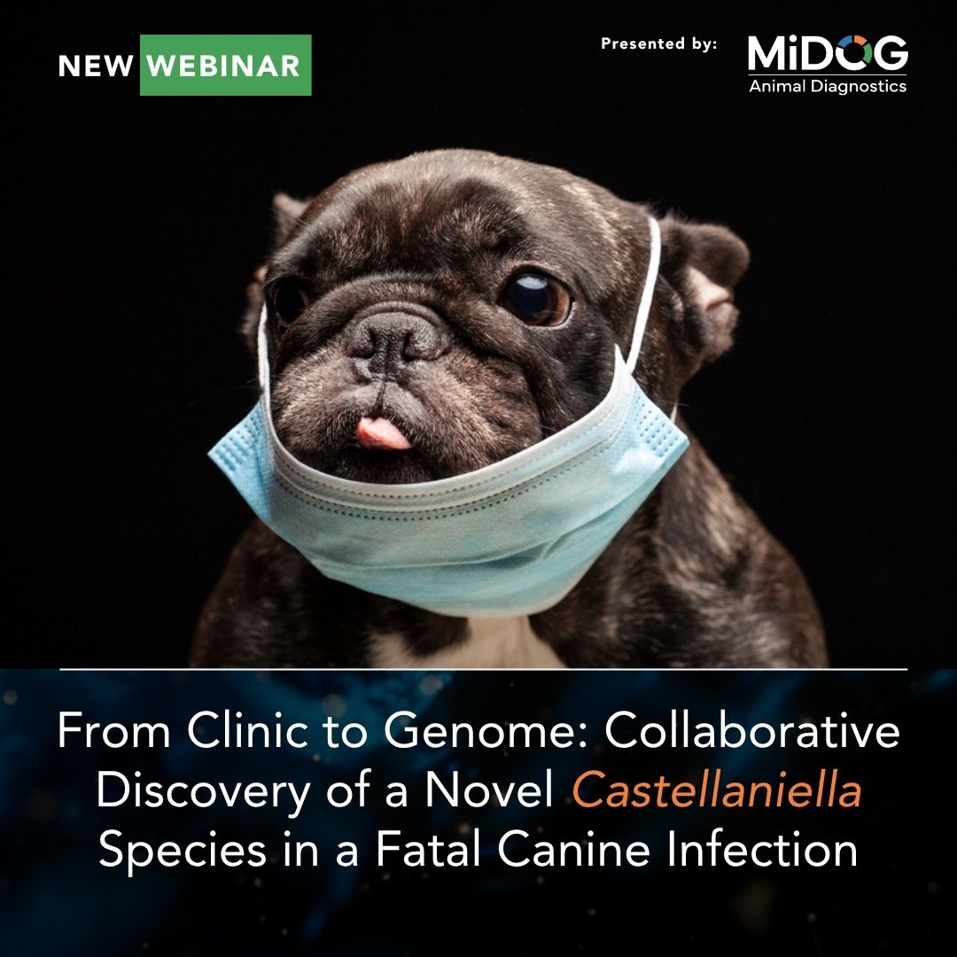 Webinar promo by MiDOG Animal Diagnostics on discovering a novel Castellaniella species in a fatal canine infection using Next-Generation Sequencing.