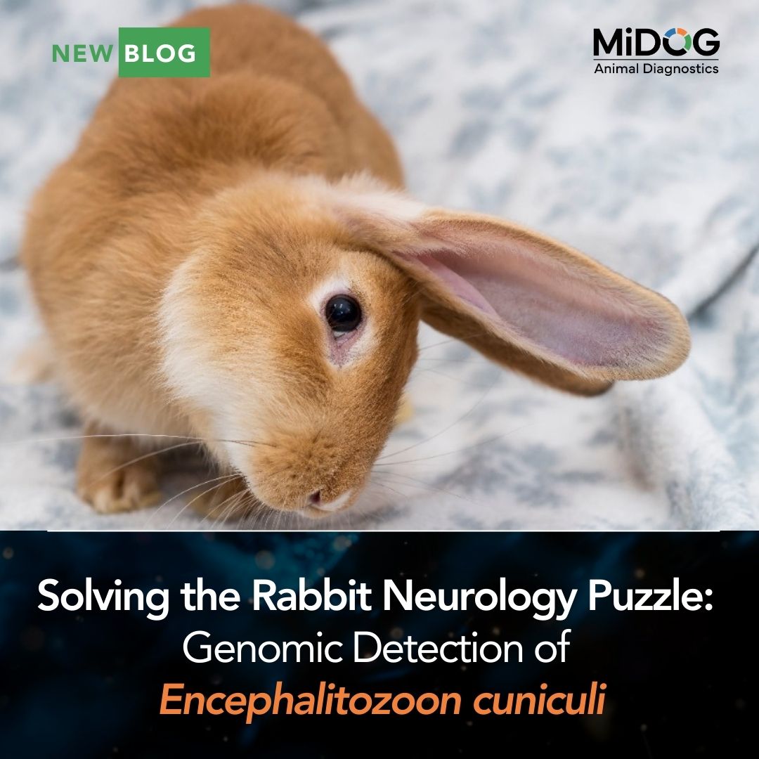 Solving the Rabbit Neurology Puzzle: Genomic Detection of Encephalitozoon cuniculi