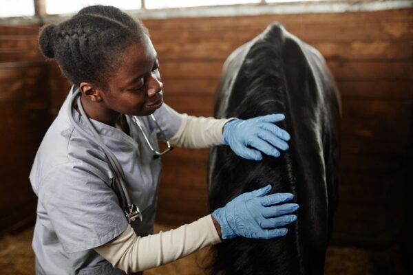 Veterinarian examining a horse in a stable, used for a MiDOG blog about Streptococcus equi, equine respiratory infections, and the importance of accurate microbial identification in horse health.