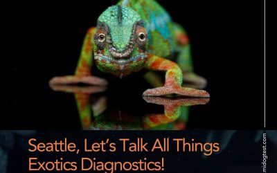 MiDOG at Exotics 365 2025