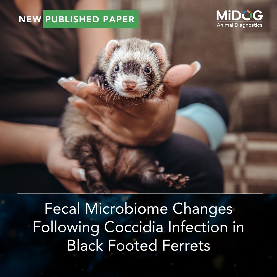 Fecal Microbiome Changes Following Coccidia Infection in Black Footed Ferrets