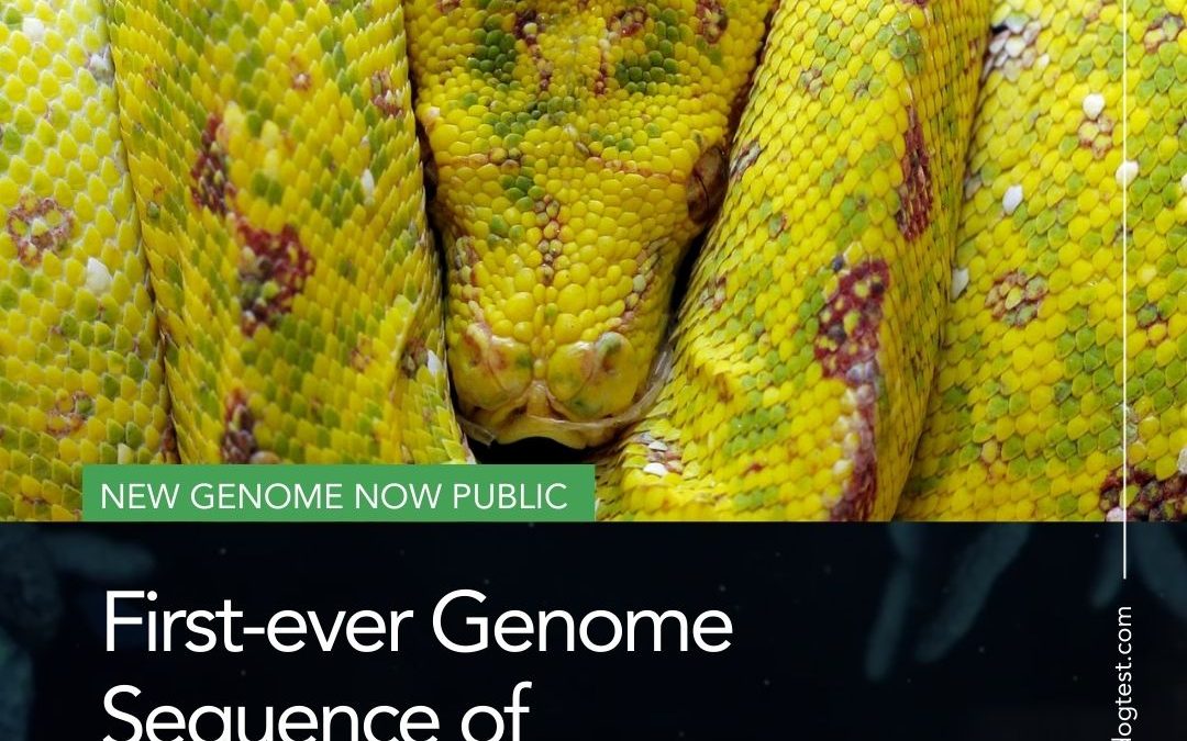 First metagenome-assembled genome of Cryptosporidium serpentis from Drymarchon couperi gastric lavage