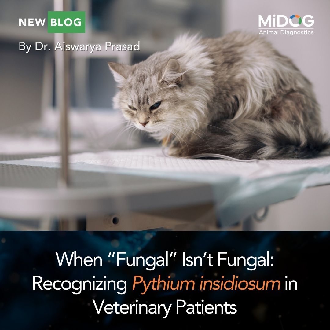 When “Fungal” Isn’t Fungal: Recognizing Pythium insidiosum in Veterinary Patients