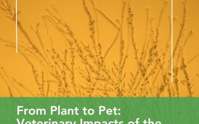 From Plant to Pet: Veterinary Impacts of the Pathogenic Fungus, Fusarium