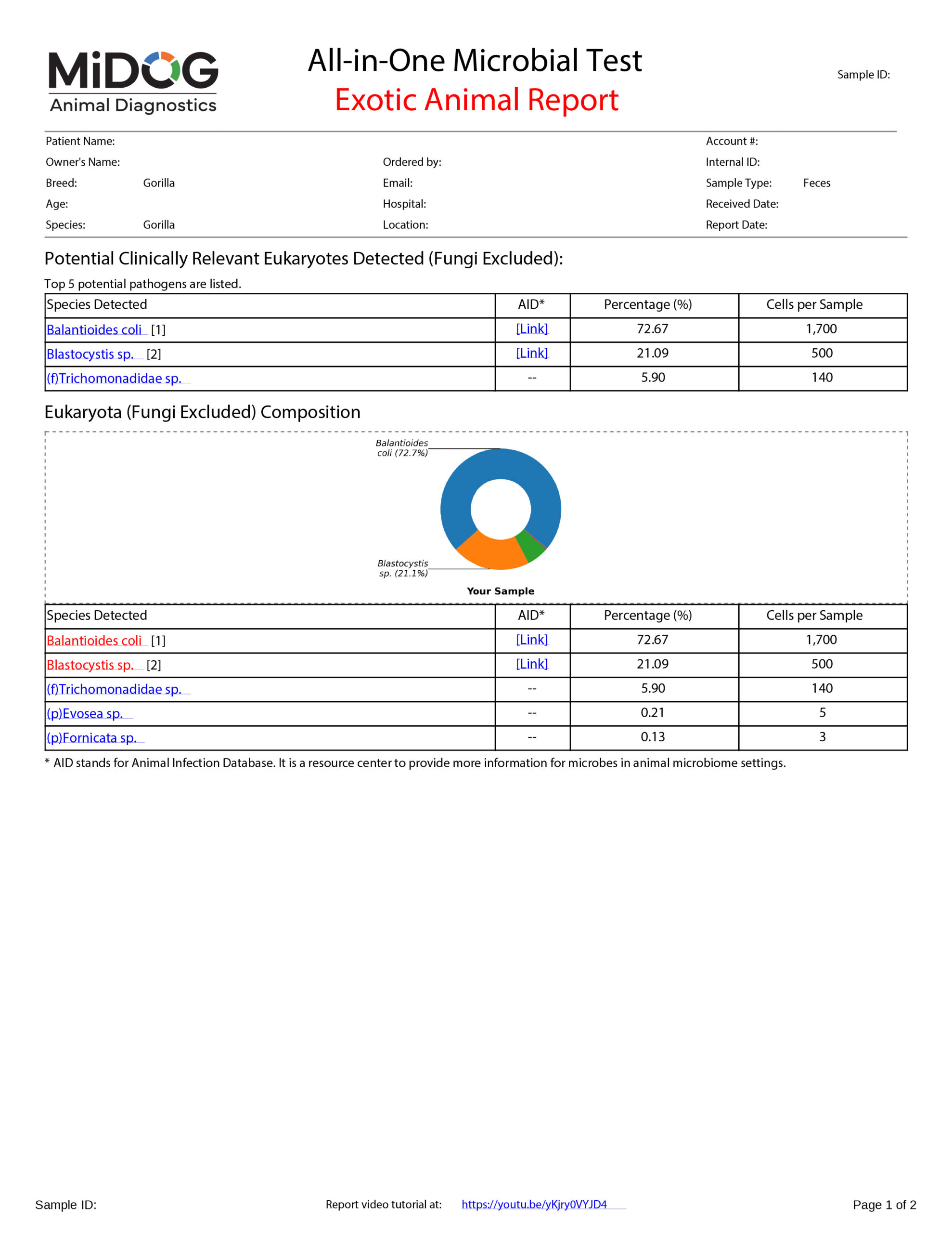 Exotic Animal Example MiDOG Report Example MiDOG exotic animal report for a gorilla fecal sample showing eukaryote detection results, including Balantioides coli and Blastocystis.