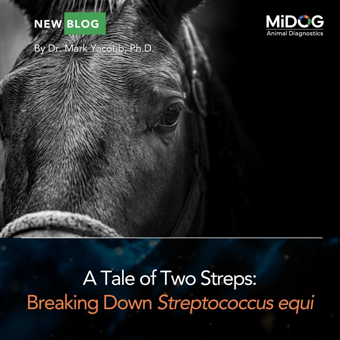 A Tale of Two Streps: Breaking Down Streptococcus equi