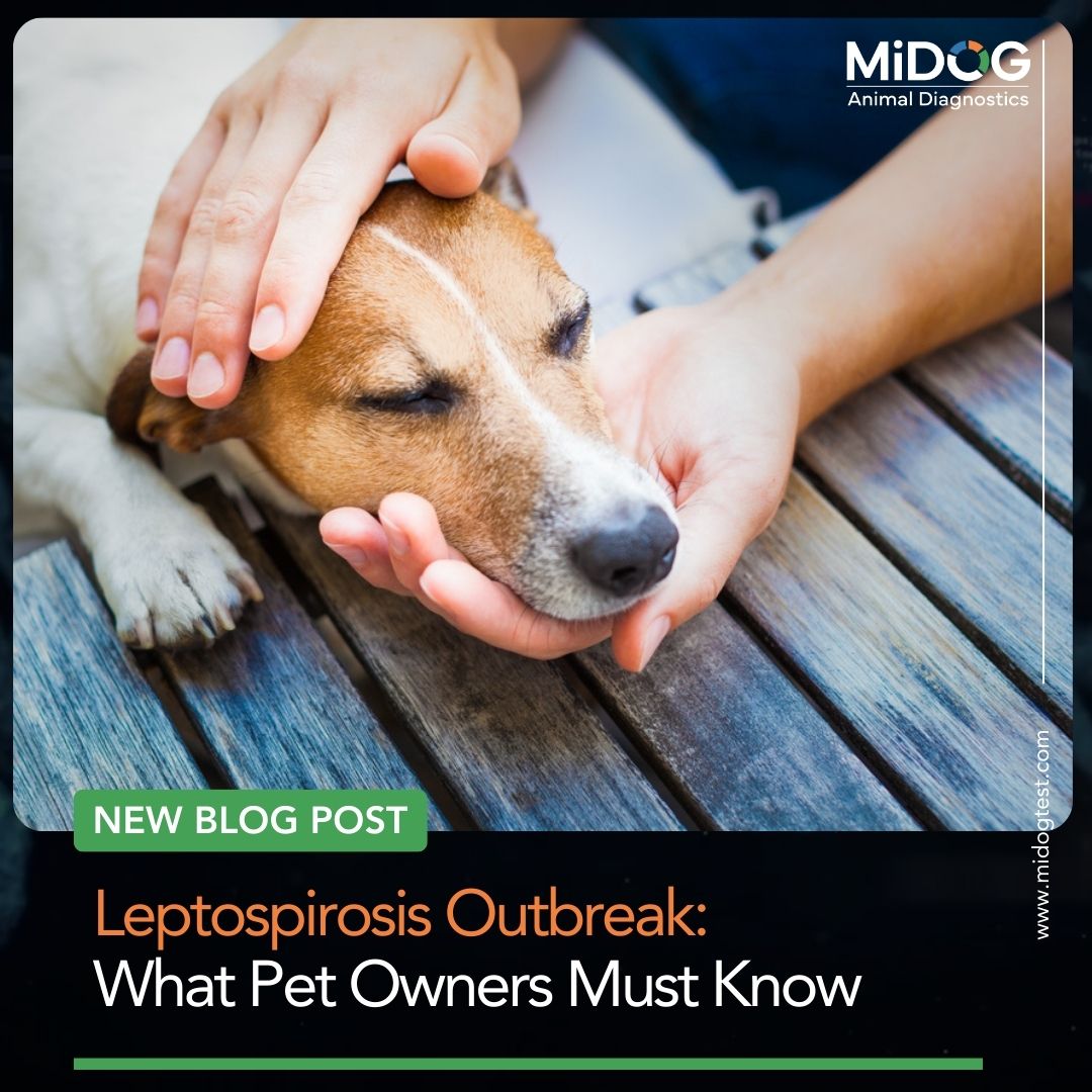 Leptospirosis Outbreak in California Sea Lions: What Pet Owners Should Know