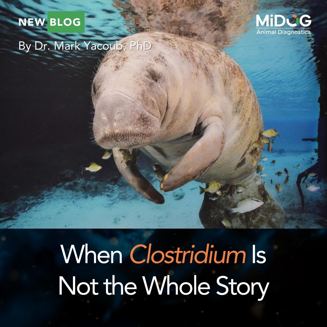 Clostridium Infections in Manatees: Why Toxin Detection Matters